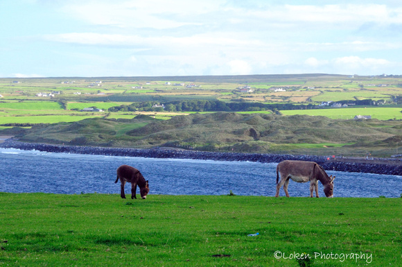 Lahinch golf course from across the bay