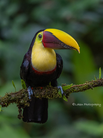 Yellow-throated Toucan (Black-mandibled)