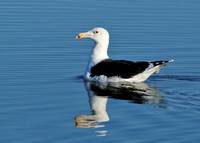 Greater Black-Backed Gull