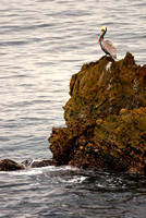 Pelican - Laguna Beach