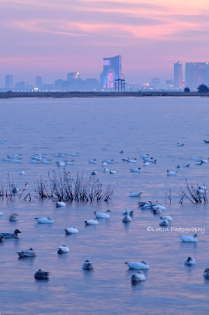 Snow Geese and Atlantic City Skyline
