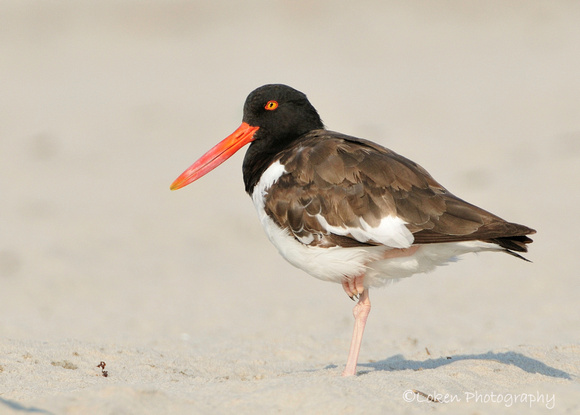 American Oyster Catcher