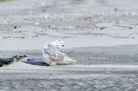 Snowy Owl - Stone Harbor Point, NJ