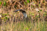 Northern Harrier