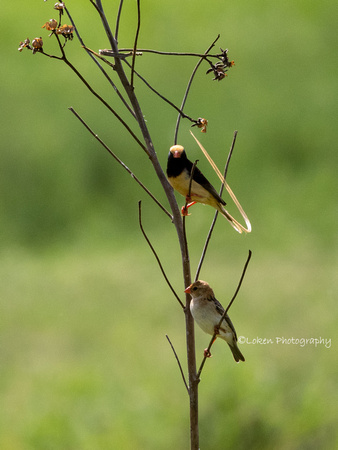 Straw-tailed Whydah - male and female