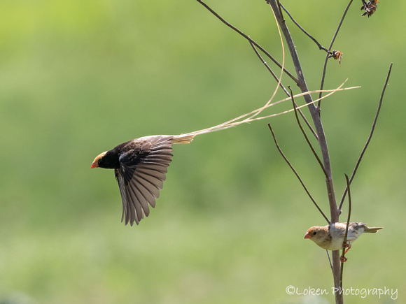 Straw-tailed Whydah - male and female
