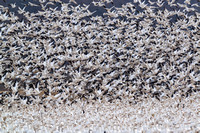 Middle Creek WMA Snow Geese and Tundra Swan Migration, plus