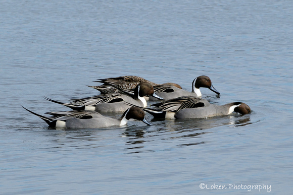 Common Pintail Duck