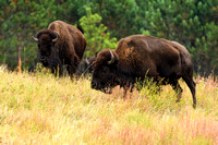 Badlands and South Dakota Highlights