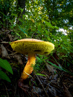 ChesLen Mushrooms July 2023