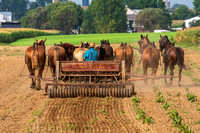 Amish Farms August 2019