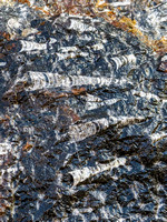 Fossils found near Rissani.
