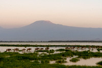 Amboseli National Park, Kenya 2021