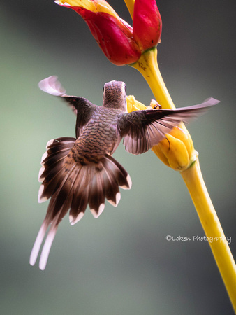 Long-billed Hermit Hummingbird