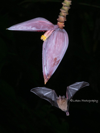 Long-tongued Fruit Bat