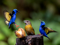 Red-legged Honeycreeper and  Scarlet-rumped Tanager female