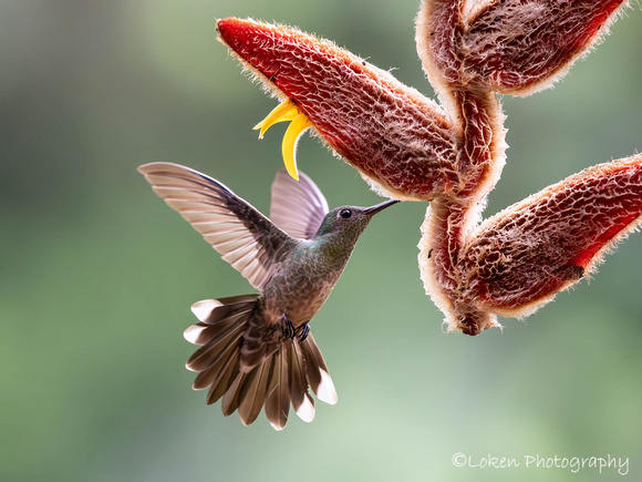 Roufus-tailed Hummingbird