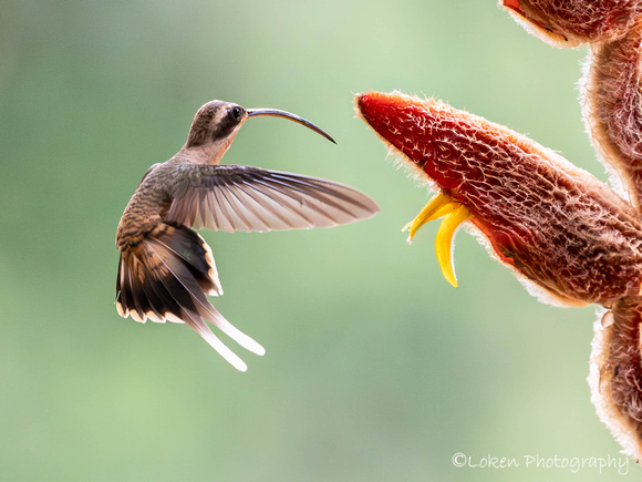 Long-billed Hermit Hummingbird