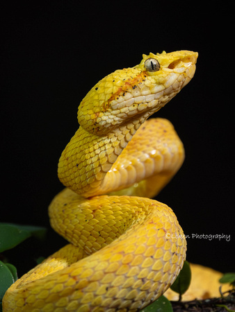 Golden Eyelash Pit Viper