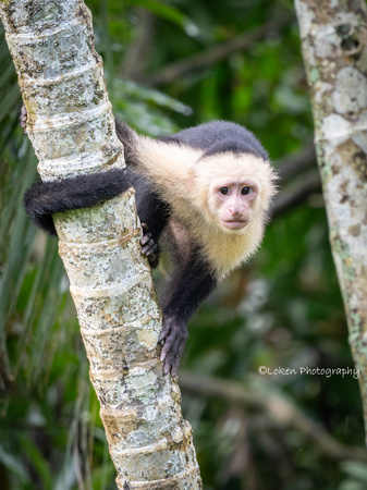 White-faced Capuchin