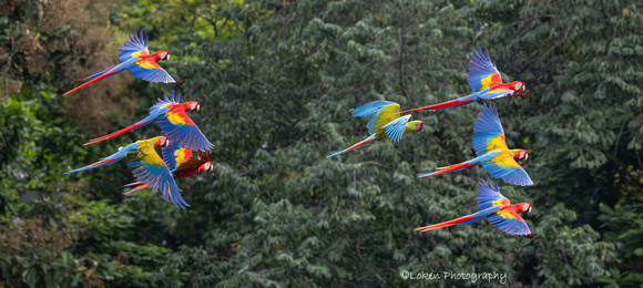 Scarlet Macaw and Great Green Macaw