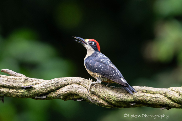 Blacked-cheeked Woodpecker