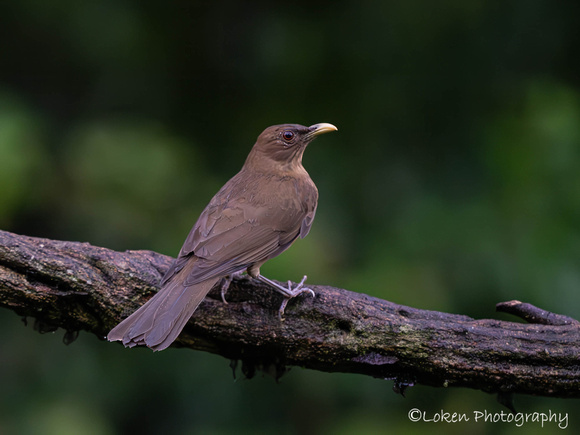Clay colored Thrush