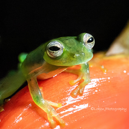Emerald Glass Tree Frog