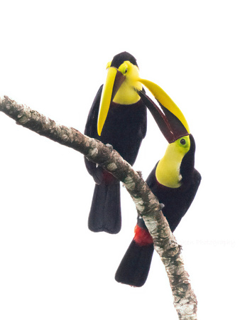 Yellow-throated Toucan