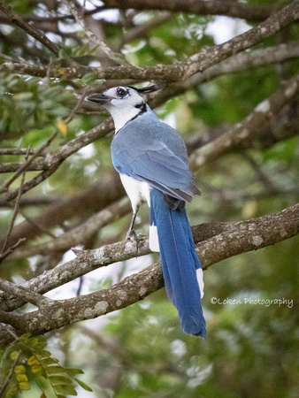 Wite-throated Magpie Jay
