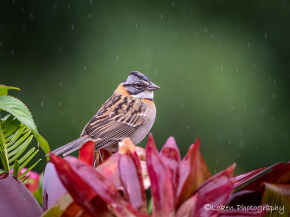 Roufus Collared Sparrow
