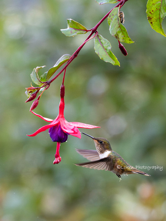 Volcano Hummingbird Female