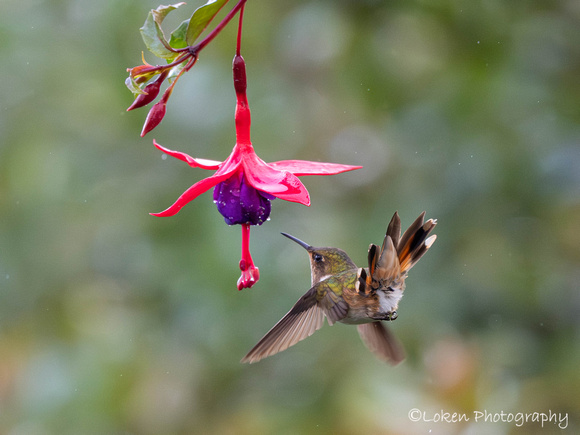 Volcano Hummingbird Female
