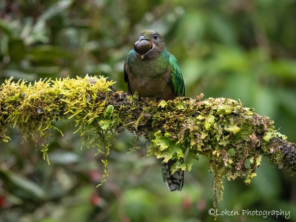 Resilient Quetzal Female