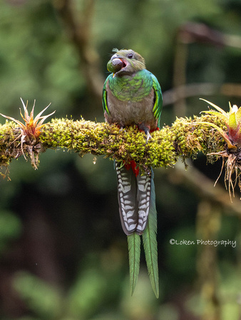 Resilient Quetzal Female
