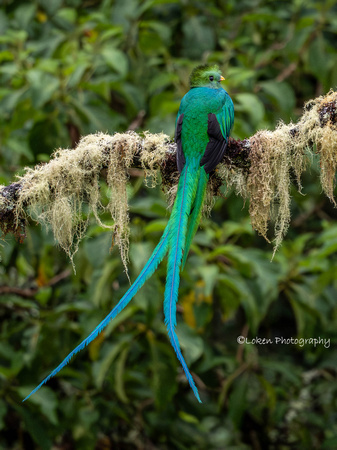 Resplendent Quetzal Male