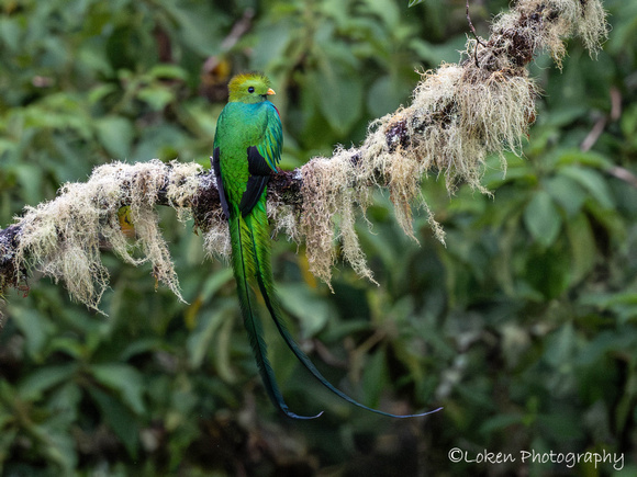 Resplendent Quetzal Male