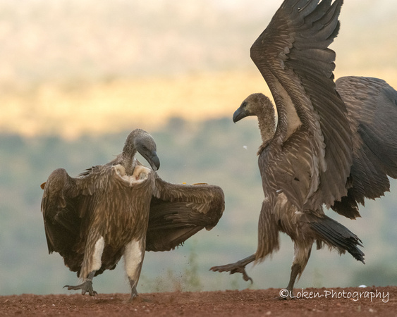 Black-backed Vultures
