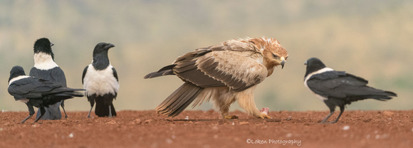 Tawny Eagle and Pied Crow