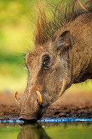 Common Warthog