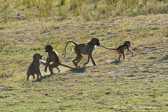 Frolicking Baboons