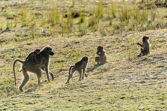 Frolicking Baboons