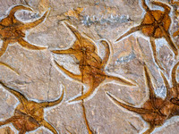 Fossils found near Rissani.