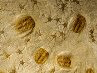 Fossils found near Rissani.