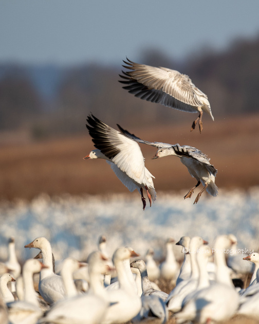 Eric Loken Photography | Middle Creek WMA Snow Geese and Tundra Swan ...