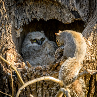 Ephrata owl and Amish Countryside