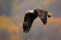 Eagles and others at Conowingo Dam, Maryland