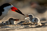 Black Skimmers - New Jersey