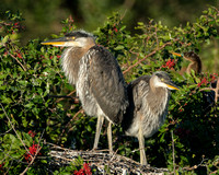 Great Blue Heron chicks