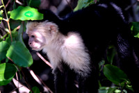 Costa Rica - Guancaste Wildlife